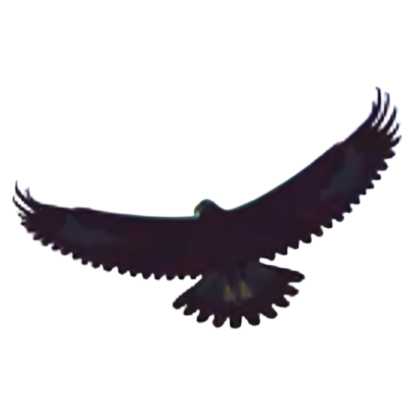 Eagle Mode — Interfaz de usuario zoomable